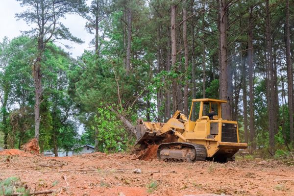 Cost of Forestry Clearing in Boise