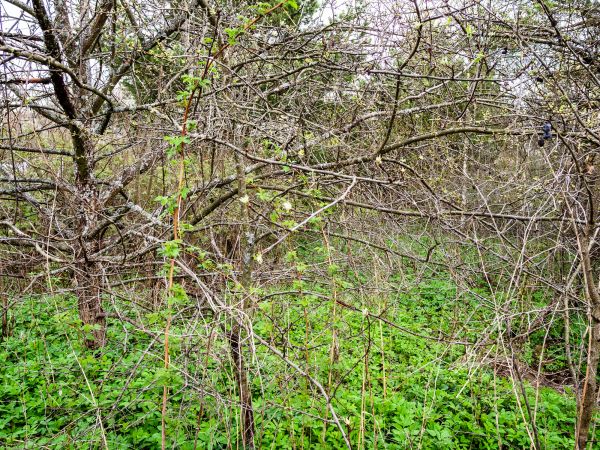 Underbrush Clearing in Boise