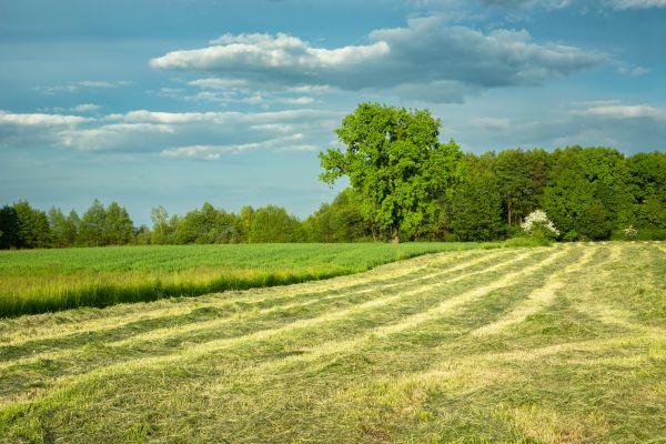 Cost of Vegetation Removal in Boise