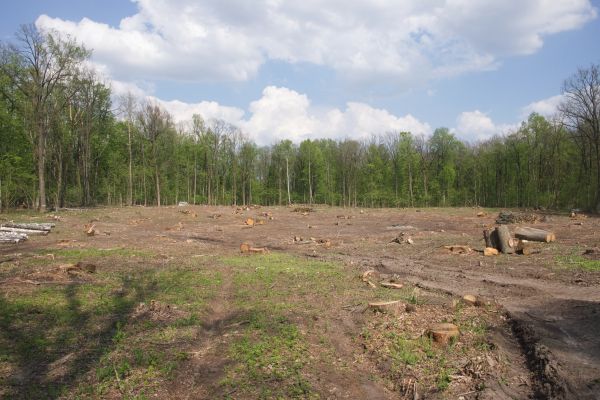 Cost of Pasture Clearing in Boise