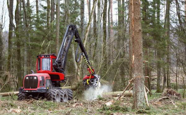 Cost of Forest Clearance Service in Boise