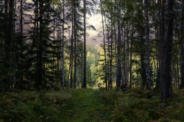Cost of Pine Tree Clearing in Boise