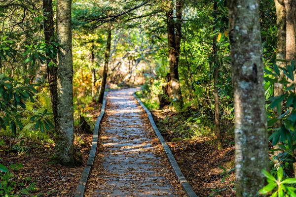 Cost of Trail Clearing in Boise